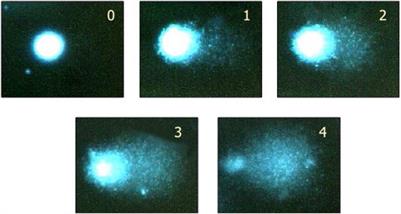 In vivo Mammalian Alkaline Comet Assay: Method Adapted for Genotoxicity Assessment of Nanomaterials